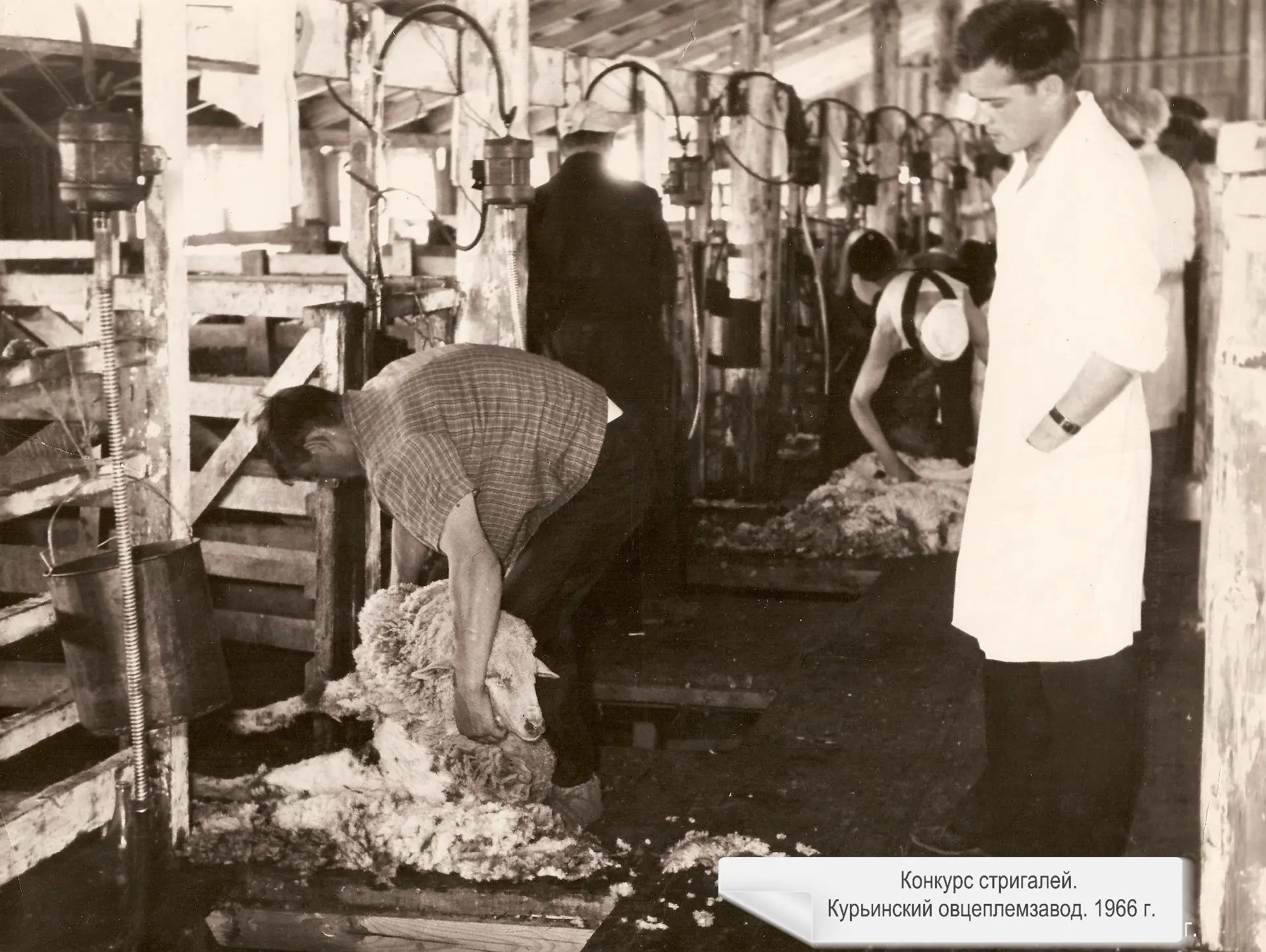 Конкурс стригалей на Курьинском овцеплемзаводе, 1966 год